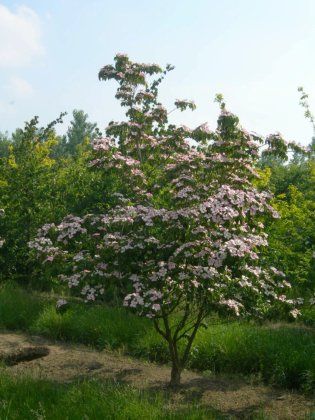 Cornus kousa 'Satomi' | Cornus kousa 'Satomi' - Van den Berk Nurseries Cornus Kousa, Search History, Sandy Soil, Vase Shapes, Natural Garden, The Leaf, Roof Garden, Types Of Soil, Large Animals