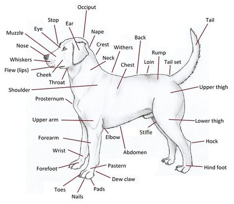 Exterior Structure – Canine Anatomy for Beginners Anatomy For Beginners, Veterinary Aesthetic, Veterinary Radiology, Canine Anatomy, Human Nose, Anatomy Notes, Vet Tech School, Vet Technician, Nurse Study