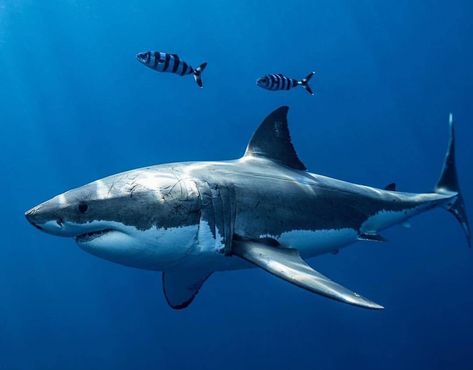 Shark Pictures Amazing Photos, Great White Shark From Above, Grate White Shark, Great White Shark Art, Shark Reference Photo, Great White Shark Photography, Shark Bites Piercing, Cute Shark Wallpaper, Fish Tacos Recipes