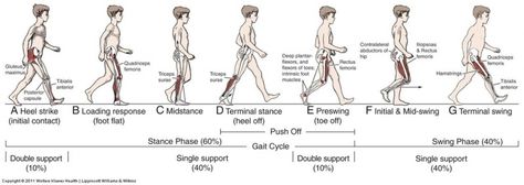 Posterior Pelvic Tilt, Human Science, Trx Exercises, Gait Cycle, Human Movement, Physical Therapist Assistant, Massage Points, Human Biology, Achilles Heel