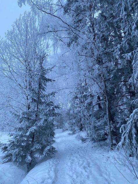 Snowy forest, forest, snow, snowy, nowfall, trees, sweden, canada, winter, december, January, new years, christmas, hot chocolate, coquette, dolette, lanadelrey, sky, aesthetic Snowy Tree Aesthetic, Snowy Places Aesthetic, Ice Winter Aesthetic, Snowy Landscape Aesthetic, Snow On Trees Aesthetic, Winter Aesthetic Forest, Winter Animals Aesthetic, Nature Aesthetic Winter, Snow Covered Forest