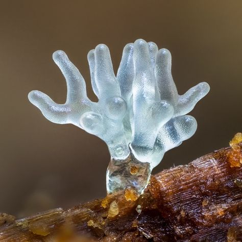 Lichen Moss, Mushroom Pictures, Slime Mould, Plant Fungus, Mushroom Fungi, Macro Photos, Macro Photography, Botany, Natural World