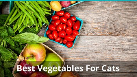 Best Vegetables For Cats: Can They Eat Them? Benefits And Side Effects Formula Recipes, Best Vegetables, Cooking Green Beans, Canned Cat Food, Green Eating, Toxic Foods, Prepared Food, Types Of Vegetables, Cat Recipes