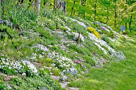 12 Hillside Landscaping Ideas to Maximize Your Yard Garden Hillside, Landscaping A Slope, Landscaping On A Hill, Sloped Yard, Hillside Garden, Sloped Backyard, Hillside Landscaping, Garden On A Hill, Sloped Garden