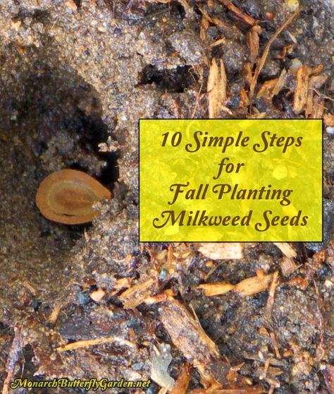 Why is fall planting milkweed seeds a good idea? Winter will save you from doing in-home cold stratification your seeds will need to sprout next spring. Seeds Storage, Planting Milkweed, Raising Monarch Butterflies, Monarch Butterfly Garden, Butterfly Garden Plants, Milkweed Seeds, Milkweed Plant, Fall Planting, Edible Seeds