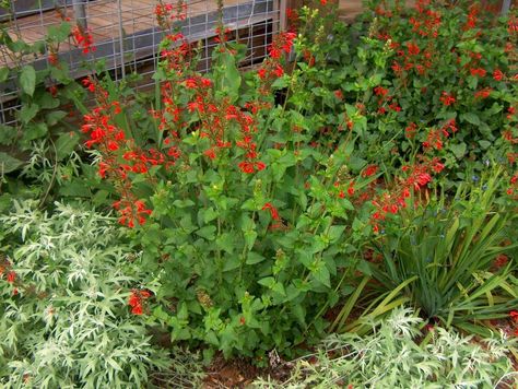 red texas plants | Online Plant Guide - Salvia coccinea / Scarlet Sage, Texas Sage Scarlet Sage Plant, Tropical Sage, Texas Sage, Cat Friendly Plants, Texas Plants, Texas Native Plants, Bonsai Seeds, Sage Plant, Florida Plants