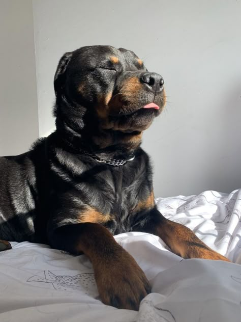 Koda Bear, Rottweiler Pictures, Rottweiler Love, Cute Doggos, Rottweiler Puppies, Rottweiler Dog, Dog Pics, Pretty Animals, Dream Dog