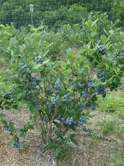 Blueberry Tree, Blueberry Gardening, Blueberry Bush, Herbal Tea Garden, Blueberry Plant, Blue Berries, Berry Bushes, Blueberry Bushes, Australian Native Plants