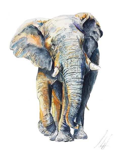 I Made This Watercolor In Canvas, Watercolour Elephant, Animal Watercolour, Elephant Watercolor, Inktober 2024, Elephant Poster, Elephant Walk, Elephants Photos, 3d Art Drawing