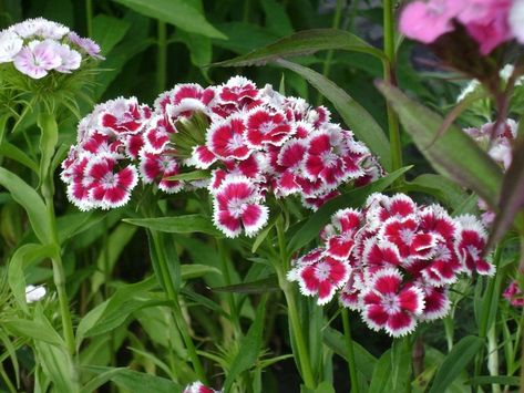 Wild Flowers Uk, Cottage Front Garden, Sweet William Flowers, Dianthus Flowers, Dianthus Barbatus, Backyard Flowers, Buy Seeds, Sweet William, English Cottage Garden