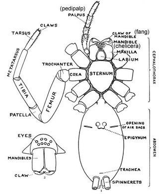 Halloween 2018: Realistic Giant Spider: 5 Steps (with Pictures) Spider Anatomy, Parts Of A Spider, Spider Identification, Insect Anatomy, Pet Tarantula, Spider Book, Types Of Spiders, Spider Illustration, Wolf Spider