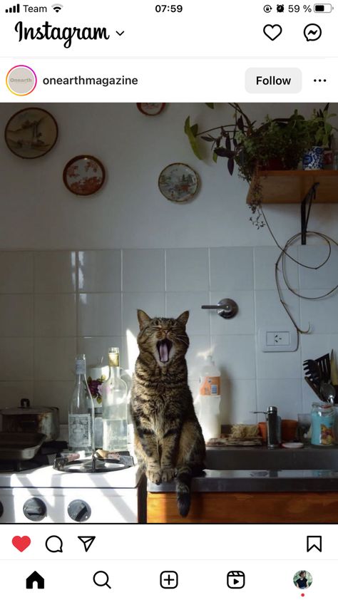 Katt Grejer, Bohemian Kitchen, Cat Photography, Cat Person, Silly Cats, Pretty Cats, 귀여운 동물, Animals Friends, Cat Lady