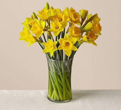 Daffodils Bouquet, April Bujo, Daffodil Bouquet, Fresh Floral Arrangements, Colorful Mid Century Modern, Yellow Daffodils, Daffodil Flower, Clear Glass Vases, Flower Food