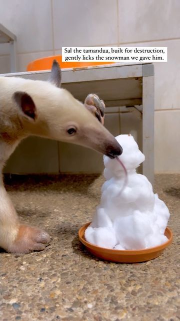 Animal Enrichment, Snowman Snow, Cincinnati Zoo, Zoo Keeper, Gentle Giant, Snow Storm, Hell Yeah, Funny Cute, Funny Stuff