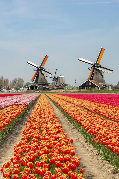 Tulip Fields Netherlands, South Holland, North Holland, Holland Netherlands, Netherlands Travel, Amsterdam Travel, Dream Travel Destinations, Amsterdam Netherlands, Beautiful Places To Visit