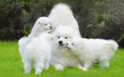 Female Samoyed dog with puppies by Horses and Dogs on @creativemarket Female Samoyed, Samoyed Dog, Samoyed Dogs, Dog Information, Muddy Paws, Horses And Dogs, Pretty Dogs, Fluffy Dogs, Dogs Of The World