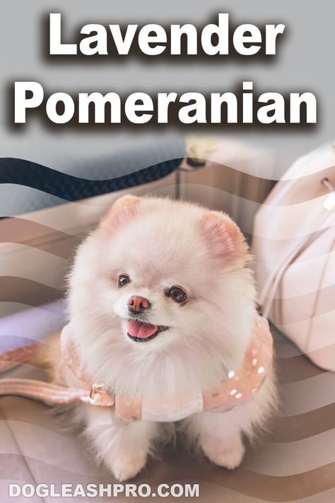 Lavender Pomeranian: Complete Guide Lavender Pomeranian, Blue Pomeranian, Blue Merle Pomeranian, Pomeranian Colors, Merle Pomeranian, Pomeranian Breeders, Pomeranian For Sale, Dog Essentials, Blue Merle