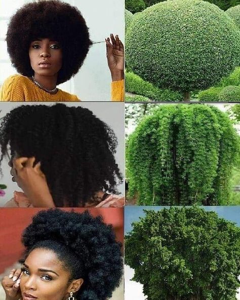 Natural Hair Tees’s Instagram profile post: “#mothernatureisbeautiful 😍 x o x o x o x o x o x o #blackbombshell #unconditionedroots #urbanhairpost #teamnatural #amazingnaturalhair…” Braid Inspiration, Healthy Hair Journey, Natural Hair Community, Queen Hair, Coily Hair, Natural Women, Au Naturale, Hair Journey, Afro Hairstyles