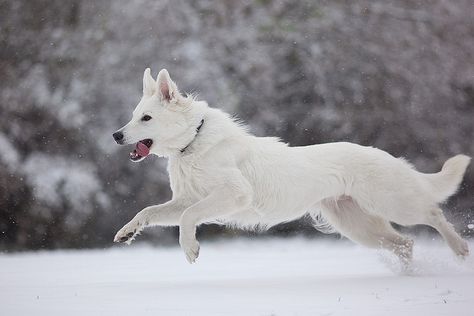 Swiss White Shepherd- so my next pup!! White Gsd, White Swiss Shepherd, German Shepherd Funny, White Shepherd, White German Shepherd, Cesar Millan, Pretty Dogs, White Dog, Wolf Dog