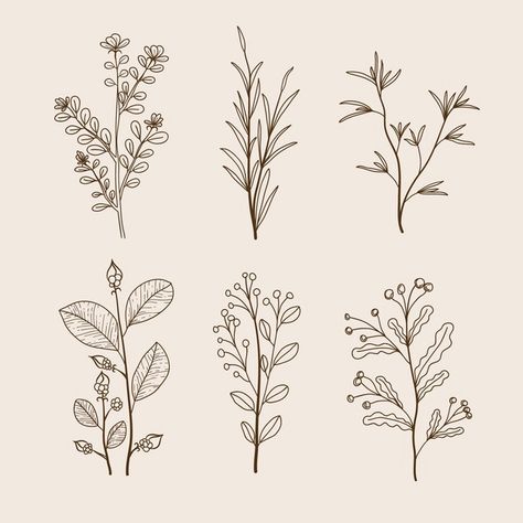 Botanic herbs & wild flowers in vintage style | Free Vector Line Drawn Flowers, Minimalistic Flowers, Leaf Drawings, Wildflower Drawing, Watercolour Texture Background, Drawn Flowers, Flower Outline, Botanical Tattoo, Leaf Drawing