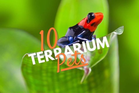 The Best Small Terrarium Pets (10+ Exotic Animals to Keep) 10 Gallon Terrarium Ideas, Terrarium Ideas For Reptiles, Terrarium Pets, Rose Tarantula, Animal Terrarium, Terrarium Animals, Carnivorous Plants Terrarium, Healthy Mentality, Woodlice