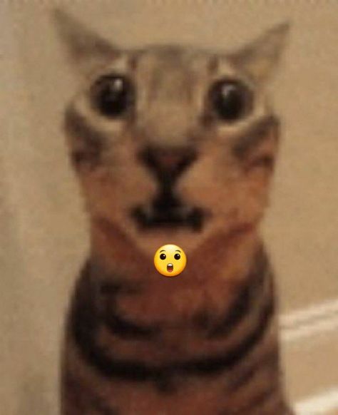 Scared Cat Reaction Pic, Silly Pfps, Cat Pfp, Scared Cat, Silly Animals, Silly Cats, Cat Face, Cat Memes, Funny Memes