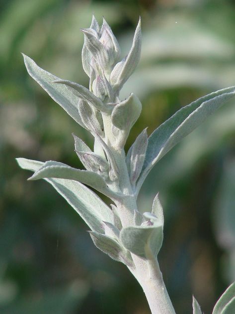 A Guide to Growing and Respecting Sacred White Sage White Salvia, White Sage Plant, Salvia Apiana, California Wildflowers, Sage Plant, Sage Smudging, Herb Farm, Backyard Flowers, Drought Tolerant Plants