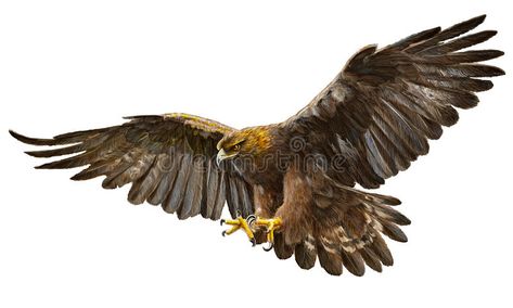 Golden eagle landing vector. Golden eagle landing hand draw and paint color on w , #SPONSORED, #vector, #hand, #landing, #Golden, #eagle #ad Golden Eagle Flying, Eagle Sketch, Tattoo Eagle, Eagle Landing, Eagle Artwork, Eagle Silhouette, Eagle Flying, Eagle Drawing, Eagle Images