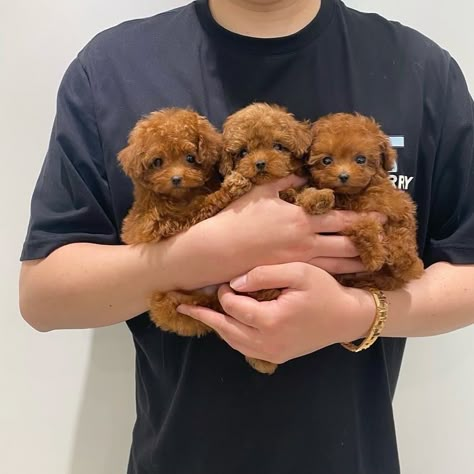 You Poodle Puppy, Toy Poodle Puppies Aesthetic, Toy Poodle Aesthetic, Poodle Puppy Aesthetic, Brown Puddle Dog, Funny Pics Of Dogs, Mini Puddle Dog Brown, Cute Fluffy Puppies, Big Dogs Breeds