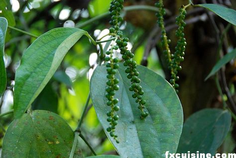 Pepper vine grown on coffee trees Cardamom Plant, Black Pepper Plant, Pepper Benefits, Crocus Bulbs, Organic Mulch, Pepper Plants, Climbing Vines, Drought Tolerant Plants, Flowers Wallpaper