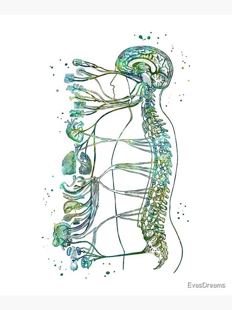 "Autonomic Nervous System" Mounted Print for Sale by EvasDreams | Redbubble Vagus Nerve Diagram, Immune System Aesthetic, Nervous System Aesthetic, Physiology Aesthetic, Nervous System Drawing, Nervous System Art, Palm Springs Pool Party, Medicine Art, Palm Springs Pool