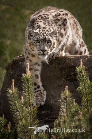 On the Approach Clouded Leopard, Exotic Cats, Majestic Animals, Cheetahs, Large Cats, Snow Leopard, Leopards, Beautiful Cats, Wildlife Photography