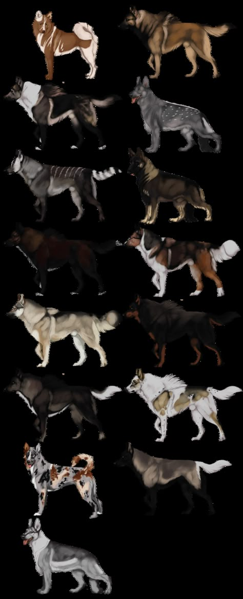 Dog Breeds That Dont Shed, Dog Design Art, Wolf Designs, Wolf Colors, Canine Art, Dog Rooms, Best Dog Breeds, Animal Reference, Dogs Breeds