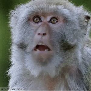 Baboon Monkey GIF - Baboon Monkey Shocked - Discover & Share GIFs Monkey Gif, Mood Gif, Animiertes Gif, Funny Emoji, Baboon, My Money, Little Brother, Primates, Cartoon Pics