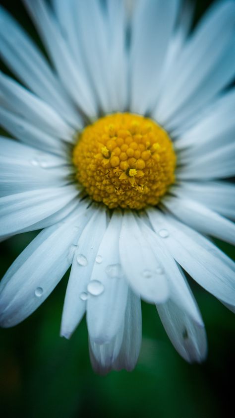 white daisy flower close-up photography, samsung, SM-G925F, #D1E5F1 Daisy Images, Videography Ideas, Flower References, Daisy Image, Yellow Portrait, Macro Art, Macro Photography Nature, Macro Photography Flowers, White Daisy Flower