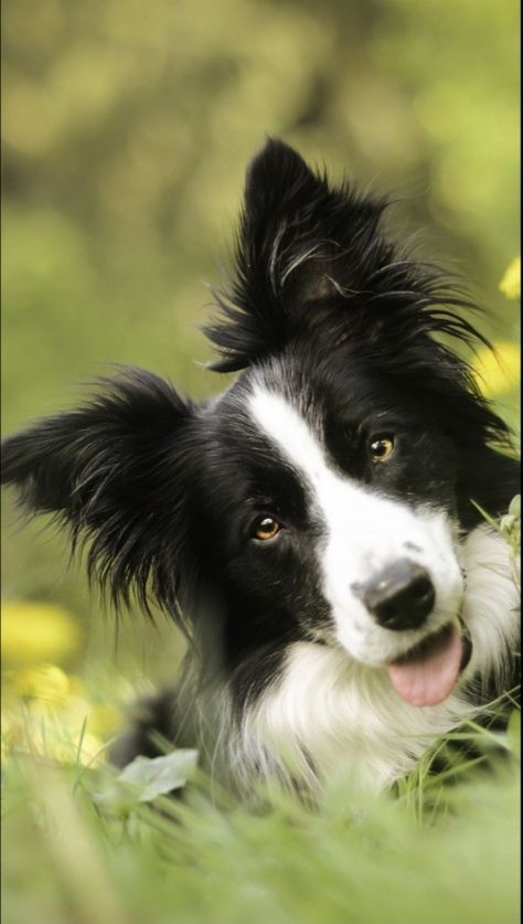 Border Collie Wallpaper, Border Collie Pictures, Funny Dog Jokes, Dog Jokes, Really Cute Puppies, Collie Puppies, Border Collie Puppies, Best Puppies, Funny Dog Memes