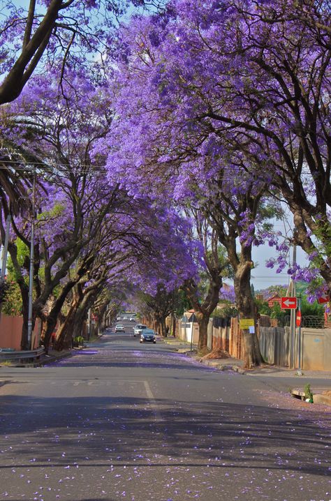 Johannesburg Jacarandas Roads Wallpaper, Roads Quotes, Forest Highway, Highway Photography, Johannesburg Travel, Roads Photography, Johannesburg City, South Africa Photography, Jacaranda Tree