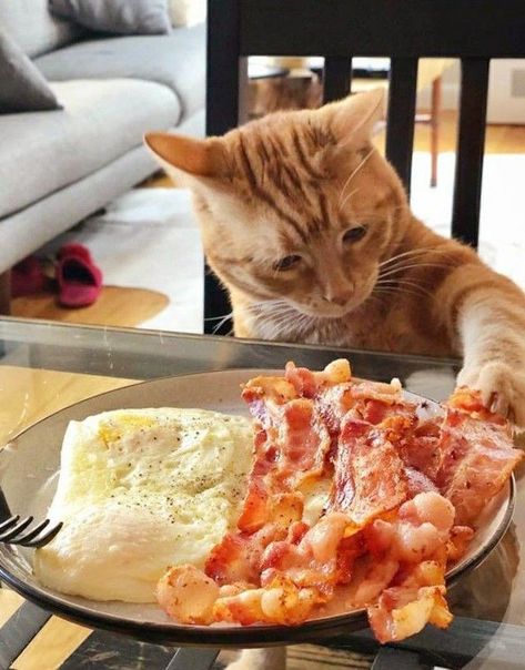 Serious Cat, Mischievous Cat, Funny Animals With Captions, Pizza Cat, Gathered Top, Cat Things, Funny Cat Photos, Kitten Photos, Silly Cats Pictures