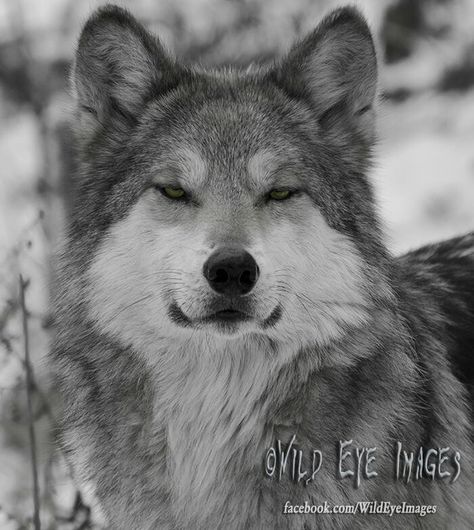 Squinty wolf Wolf Aesthetic, Wolf Warriors, Wolf Eyes, Wolf Stuff, African Wild Dog, Wolf Photos, Siberian Husky Puppies, Wolf Love, Canine Art