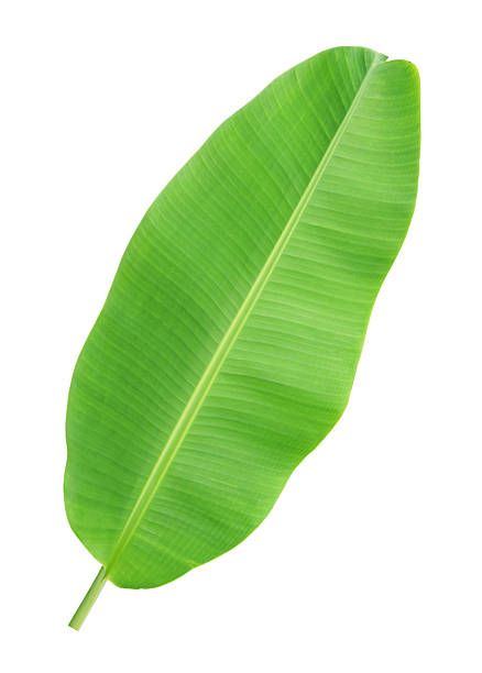 Banana Tree Leaves, Banana Leaf Plant, Tropical Greenery, Leaf Illustration, Scientific Name, Leaf Plant, Banana Tree, Banana Leaves, Tree Leaves