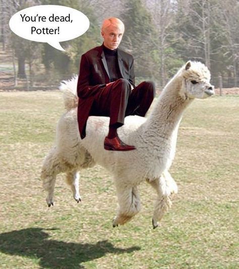 Wtf..?! Draco Malfoy, Llama, Alpaca, Harry Potter