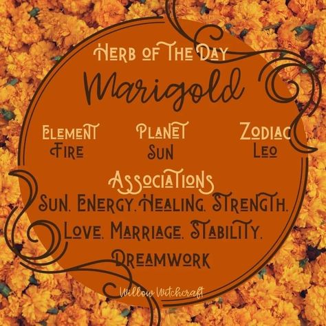 Solar Witch, Witchy Plants, Amaterasu Omikami, Herbal Witch, Tree Hugging, Chaos Magick, Witch Things, Flower Magic, Witch Board