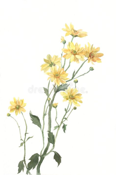 Yellow chrysanthemum flowers watercolor painting. The hand drawn watercolor of y , #sponsored, #flowers, #watercolor, #Yellow, #chrysanthemum, #drawn #ad Chrysanthemum Drawing, Yellow Chrysanthemum, Flowers Illustration, Flower Sketches, Fall Watercolor, Chrysanthemum Flower, Flowers Watercolor, Watercolor Flowers Paintings, Paper Painting