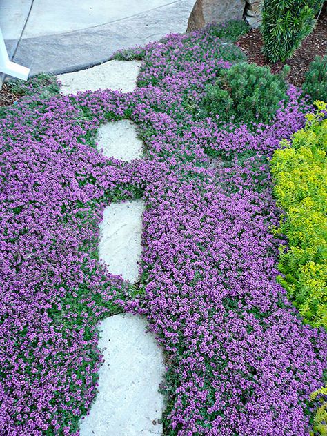 A close-up of the ‘Nutmeg’ Creeping Thyme handsomely hugging stepping stones Wooly Thyme, Ground Cover Seeds, Low Maintenance Landscaping Front Yard, Thymus Serpyllum, Perennial Ground Cover, Creeping Thyme, Landscaping On A Hill, Lawn Alternatives, Trendy Plants