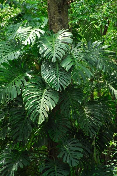 monstera deliciosa Plants Monstera, Tropical Garden Design, Jungle Gardens, Flowers Tropical, Tree Fern, Monstera Deliciosa, Tropical Forest, Garden Care, Tropical Landscaping