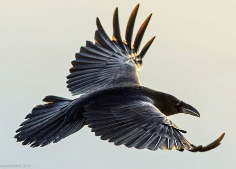 Crow Flying, Tattoo Feather, Raven Bird, Crow Tattoo, Bird Flying, Raven Tattoo, Jackdaw, Raven Art, Crows Ravens