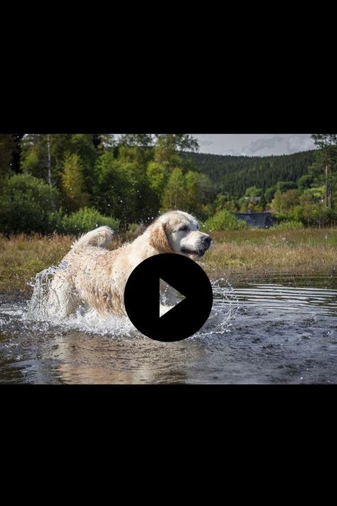 Golden Retriever Puppy Beach, Golden Retriever Funny Videos, Golden Retriever Gif, Golden Retriever Funny, A Golden Retriever, Have An Amazing Day, Amazing Day, Day At The Beach, A Puppy