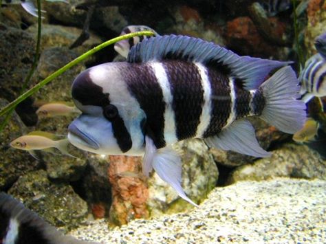 Adorable Frontosa Cichlid Malawi Cichlids, Cichlid Fish, Fresh Water Fish Tank, Life Under The Sea, Monster Fishing, Salt Water Fish, Freshwater Aquarium Fish, African Cichlids, Exotic Fish