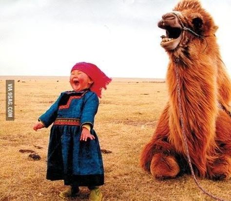 Mongolian girl having a laugh with her camel Camel