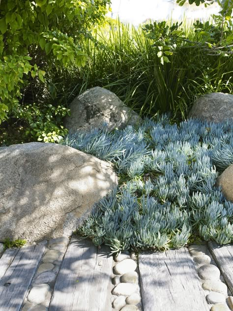 Senecio serpens & boulders 1 | dangargroup.com | William Dangar | Flickr Australian Garden Design, Australian Native Garden, Seaside Garden, Coastal Garden, Rock Garden Design, Dry Garden, Australian Garden, Coastal Gardens, Garden Inspo